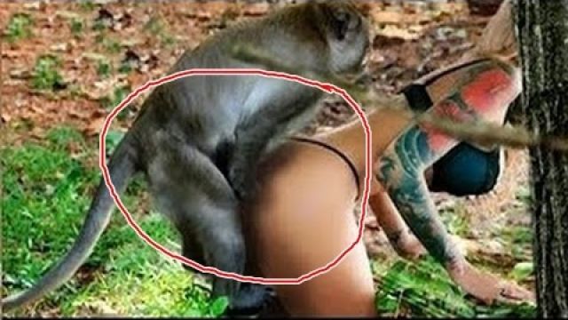 Real monkeys fucking a woman